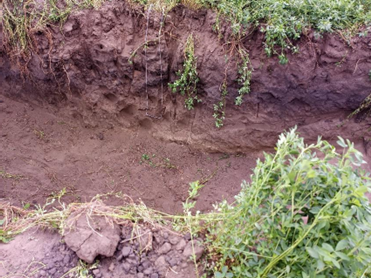 Figure 11.8 Buried A horizon northwest of Inkster, ND, in a soil trench prepared for a 4-H and FFA land judging competition. The dark band running across the center of the pit is what used to be the topsoil prior to dust storms that buried it on the north side of a ridge. The organic matter in the dark band measured 5.9%. Soil organic matter in present regional topsoil is commonly 2%. (NDSU photo)